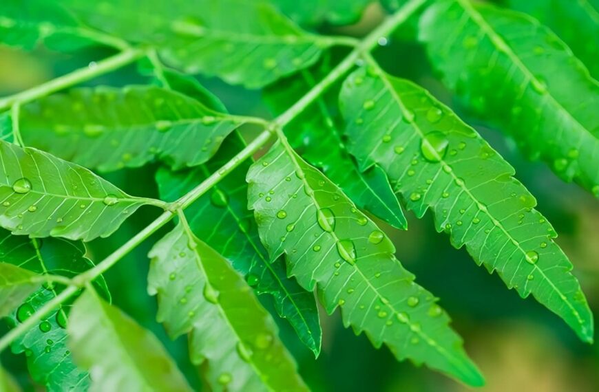 Neem propiedades y beneficios