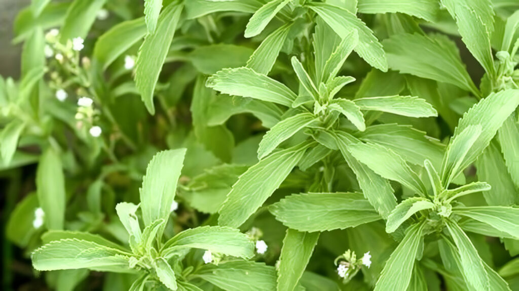 Stevia propiedades y beneficios