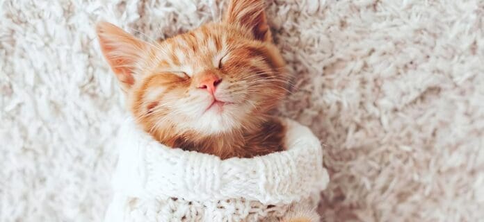¿Qué significa soñar con gatos bebes?