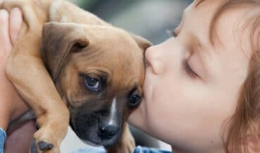 comprar o adoptar mascotas