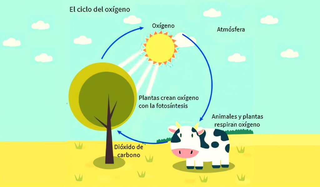 Ciclo del Oxígeno: Qué es y Fases