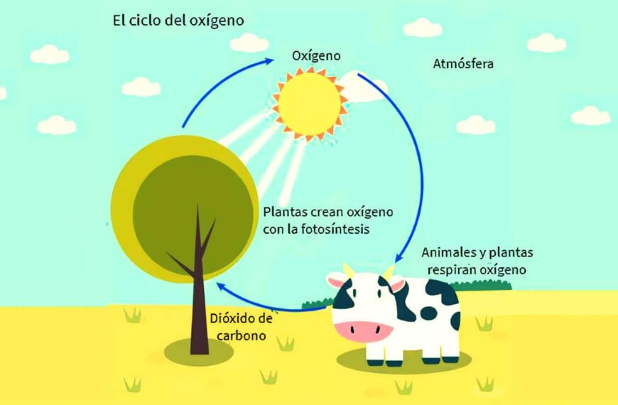 Esquema del ciclo del oxígeno