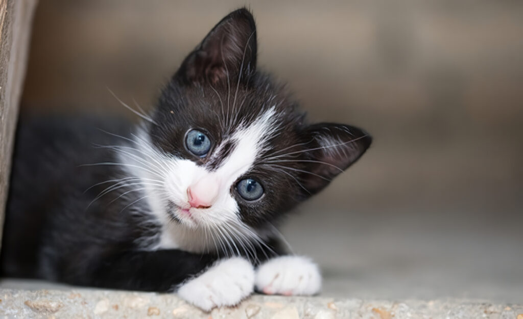 5 Cosas que Debes Saber antes de Adoptar un Gato