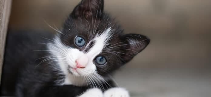 5 Cosas que Debes Saber antes de Adoptar un Gato