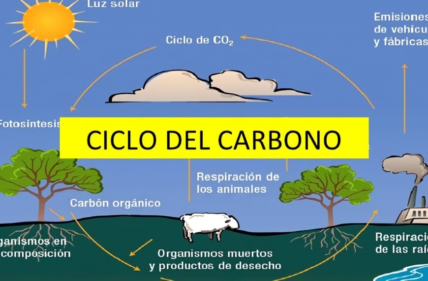 Ciclo del Carbono