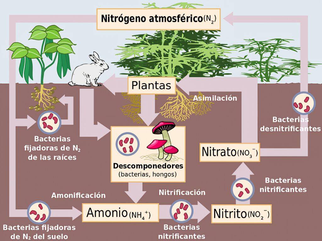 Ciclo del nitrógeno