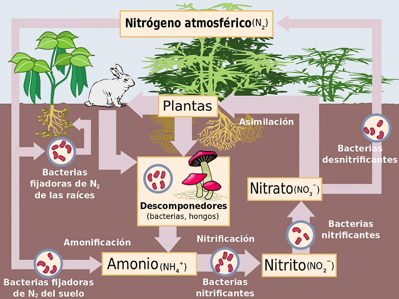 Ciclo del Nitrógeno