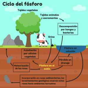 Ciclul Fosforului Ciclul Biogeochimic Mediu Jiotower