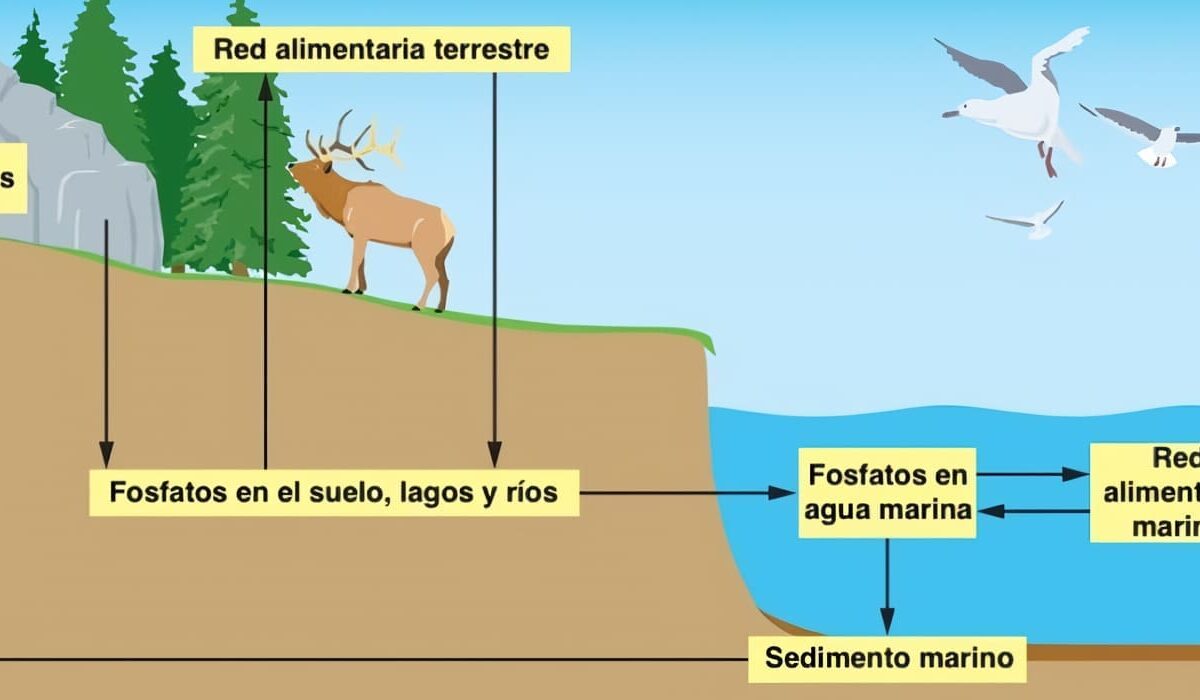 Ciclo del Fósforo