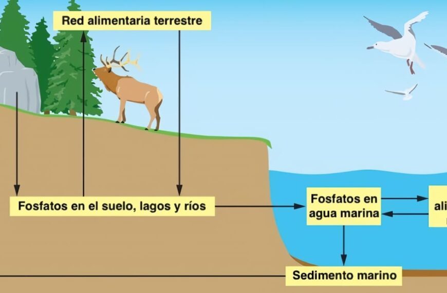 Ciclo del Fósforo