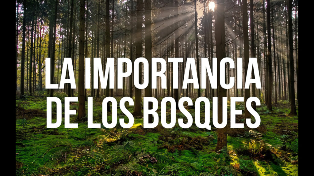 Importancia de los bosques