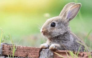 Conejo como mascota