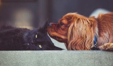 Consejos para que tu Perro y Gato se Lleven Bien