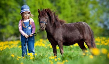 Cuidados del Pony