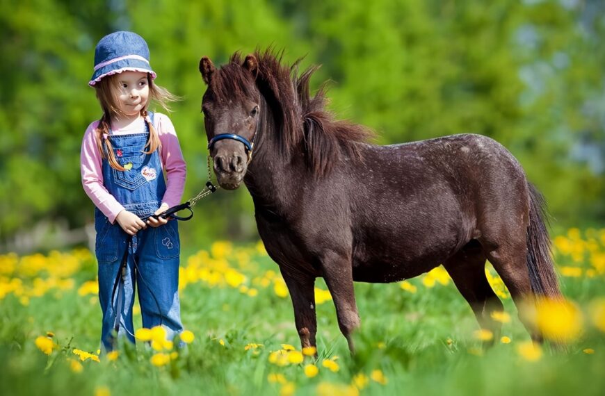 Cuidados del Pony