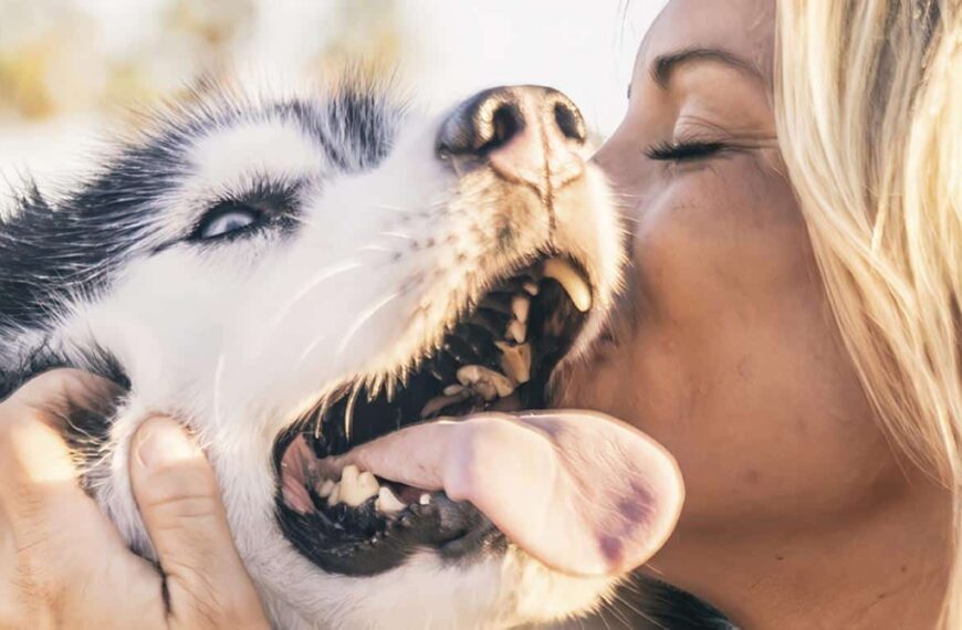 Qué Mascota que te Puede Hacer Más Feliz según tu Personalidad