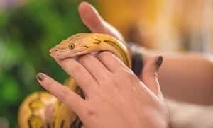 Serpiente como mascota