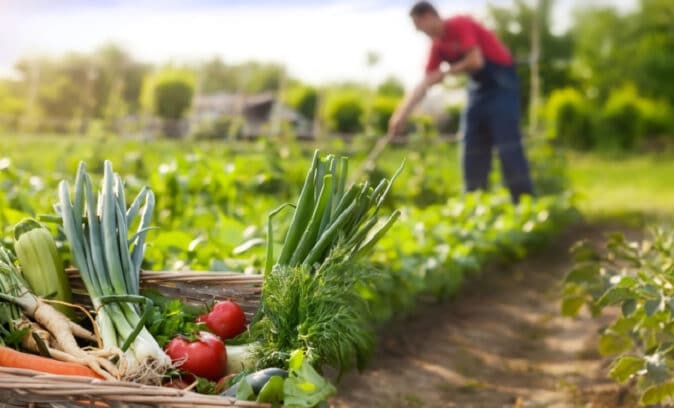 Agroindustria - Cultivos De Frutas - Floricultura - Economía