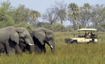 Los Mejores Lugares del Mundo para Irte de Safari