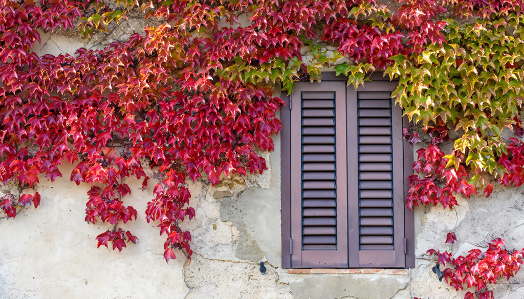 Mejores Plantas para Enredaderas