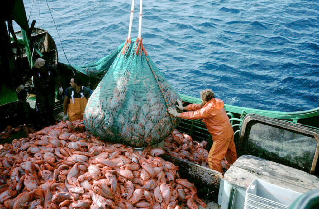 Sobrepesca o sobreexplotación de los recursos marinos