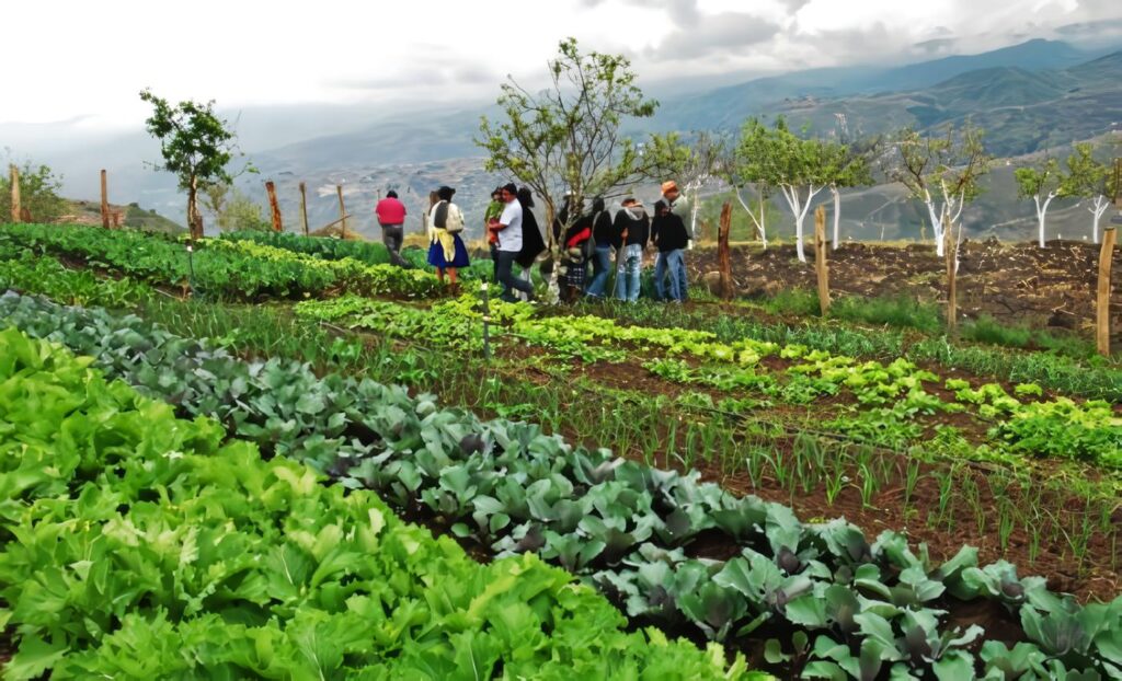 Agroecología