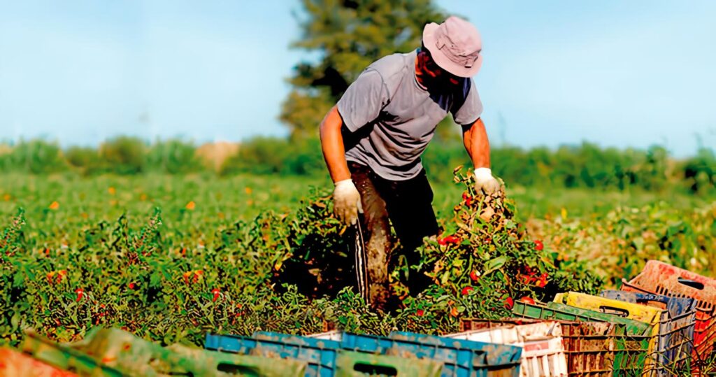 Agricultura Sostenible