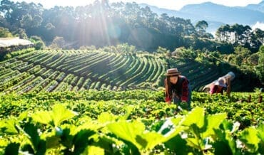 Agricultura natural
