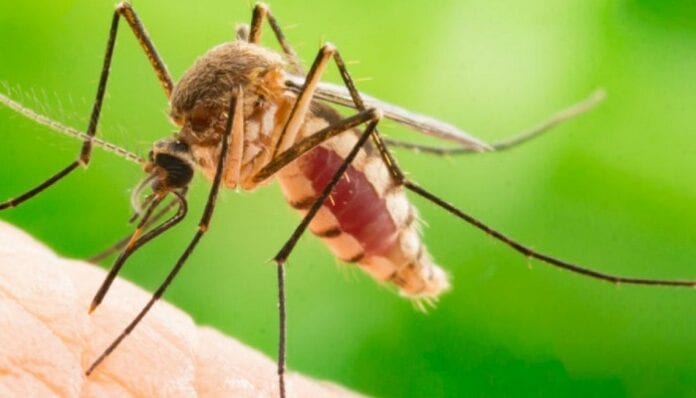 Guía de Salud sobre la Malaria