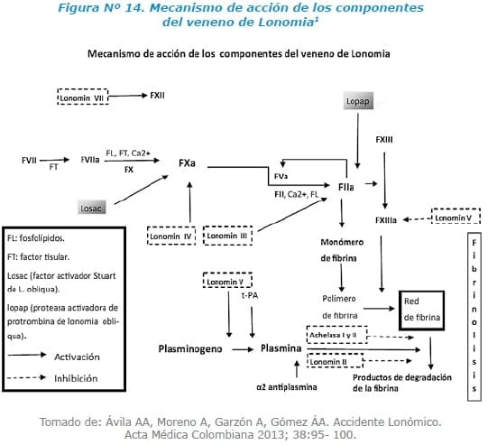 Mecanismo de acción de los componentes del veneno de Lonomia