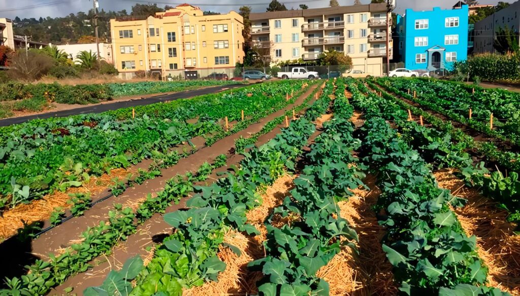 Agricultura urbana