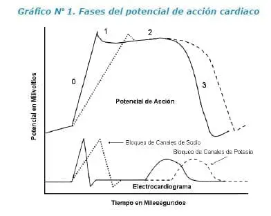 Fases del potencial de acción cardíaco