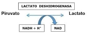 Lactato Deshidrogenasa