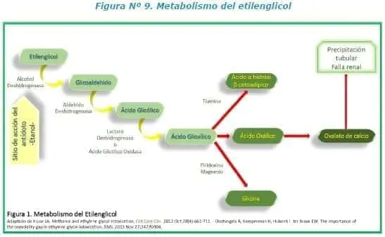 Metabolismo del etilenglicol