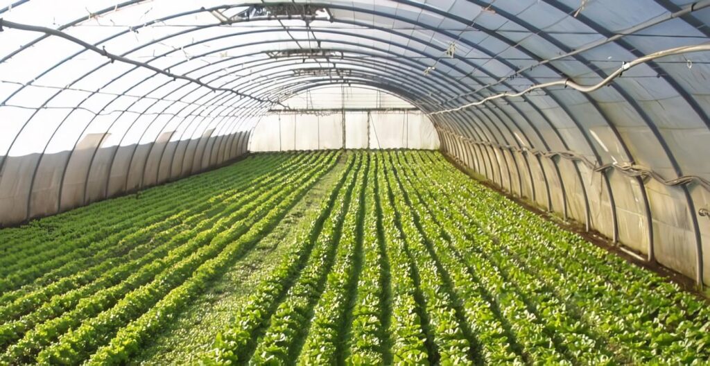 Horticultura