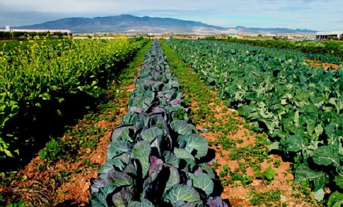 Agroindustria - Cultivos De Frutas - Floricultura - Economía