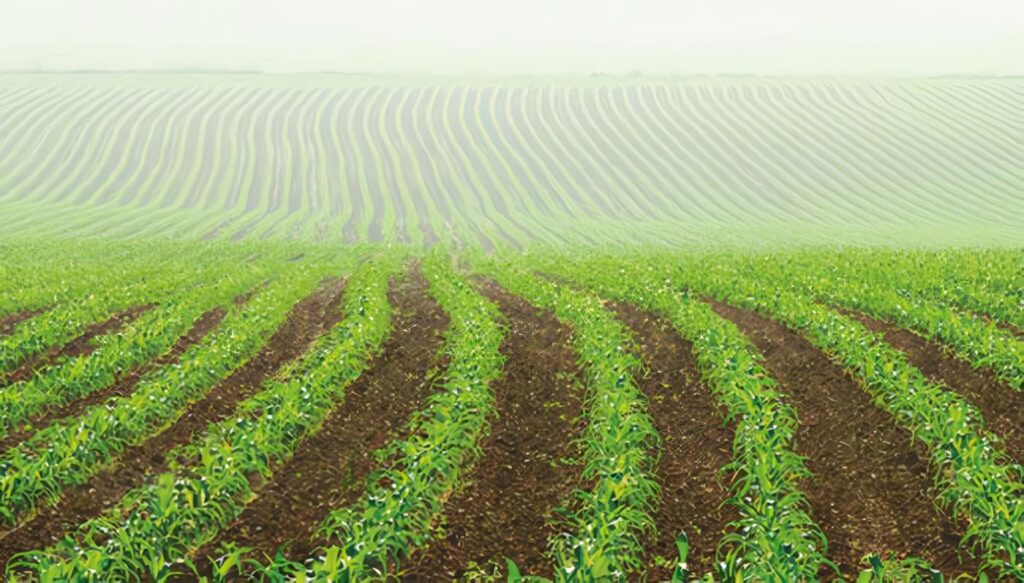 Monocultivo