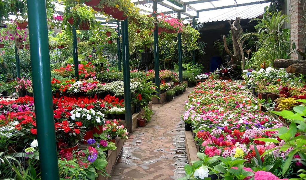 Floricultura