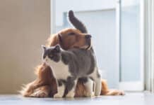 Reducir el Estrés en Perros y Gatos
