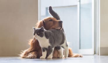 Reducir el Estrés en Perros y Gatos