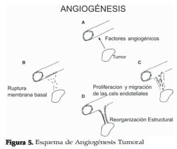  Esquema de Angiogénesis Tumoral