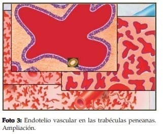 Endotelio vascular en las trabéculas peneanas.