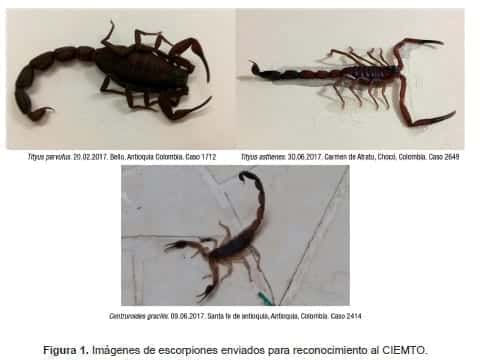 Imágenes de escorpiones enviados para reconocimiento al CIEMTO