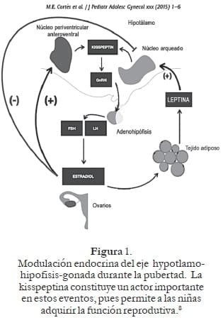 Modulación endocrina del eje hypotlamohipofisis- gonada