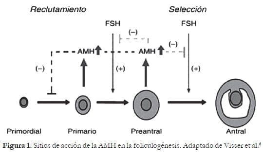 Sitios de acción de la AMH en la foliculogénesis