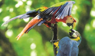 Fauna en Colombia
