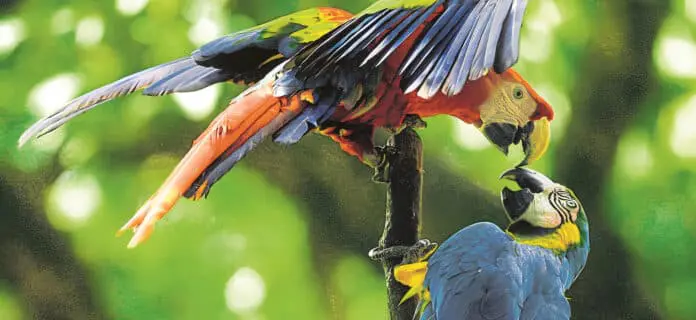 Fauna en Colombia