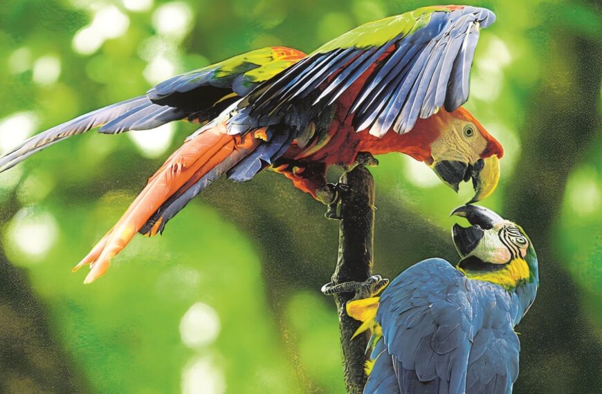 Fauna en Colombia