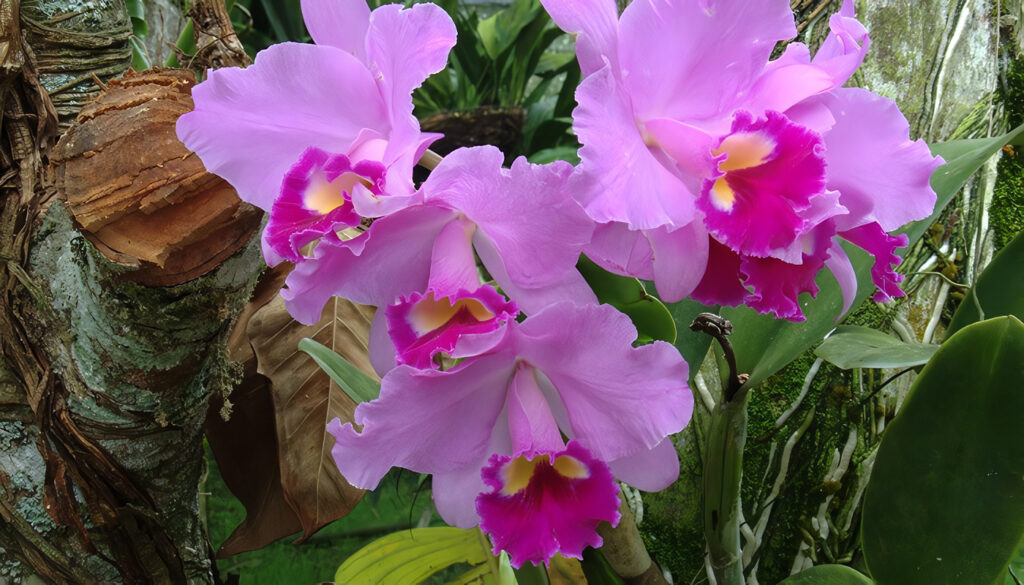 Flora en Colombia