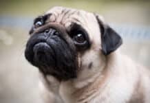 Perros Braquiocefálicos: Características y Cuidados